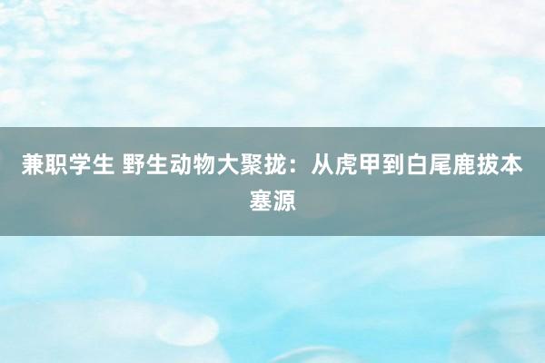 兼职学生 野生动物大聚拢：从虎甲到白尾鹿拔本塞源